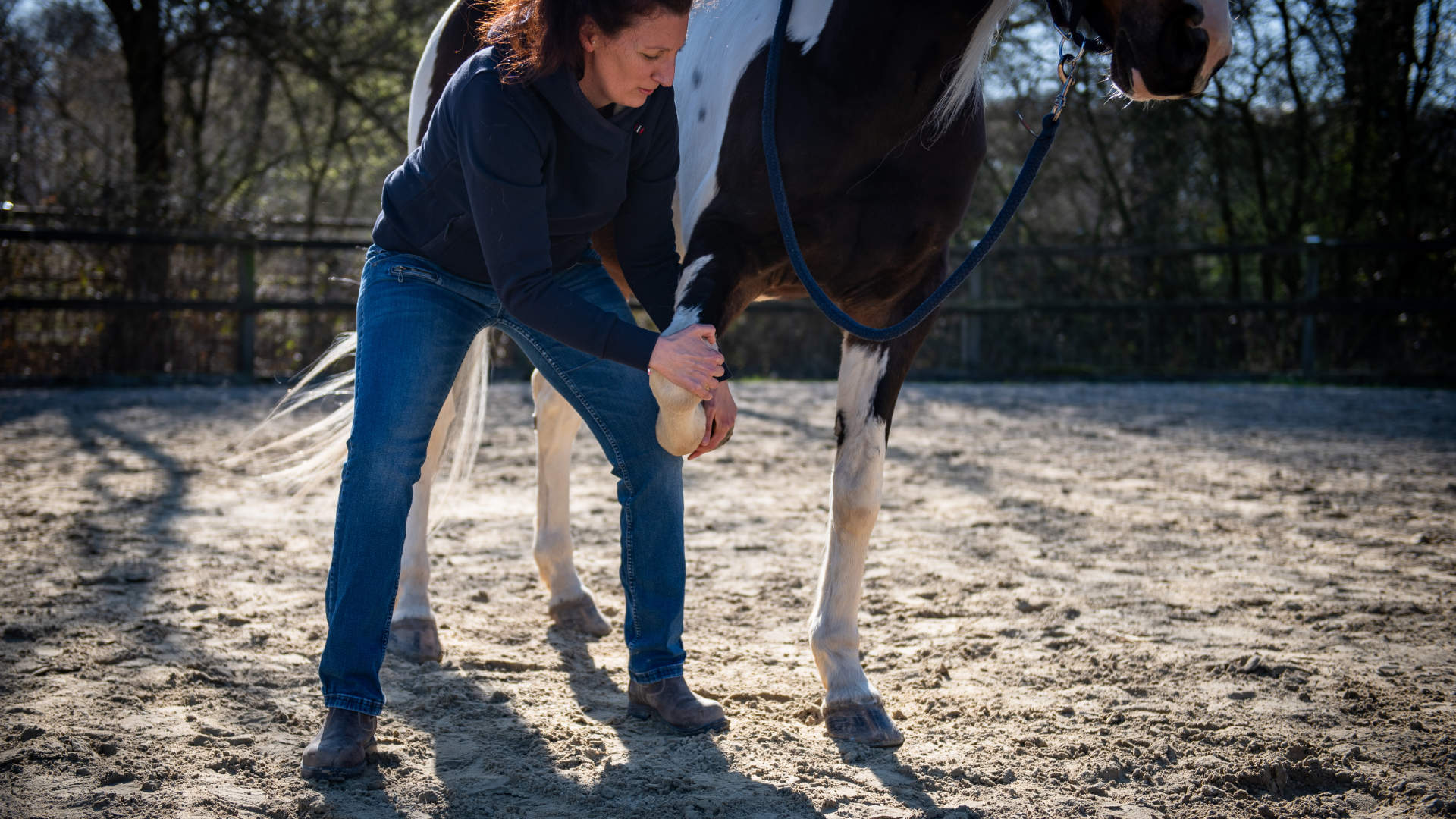 Behandlungssituation / Pferdephysiotherapie Verena Gregorio