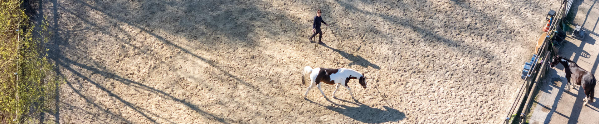 Pferd an der Longe / Pferdephysiotherapie Verena Gregorio